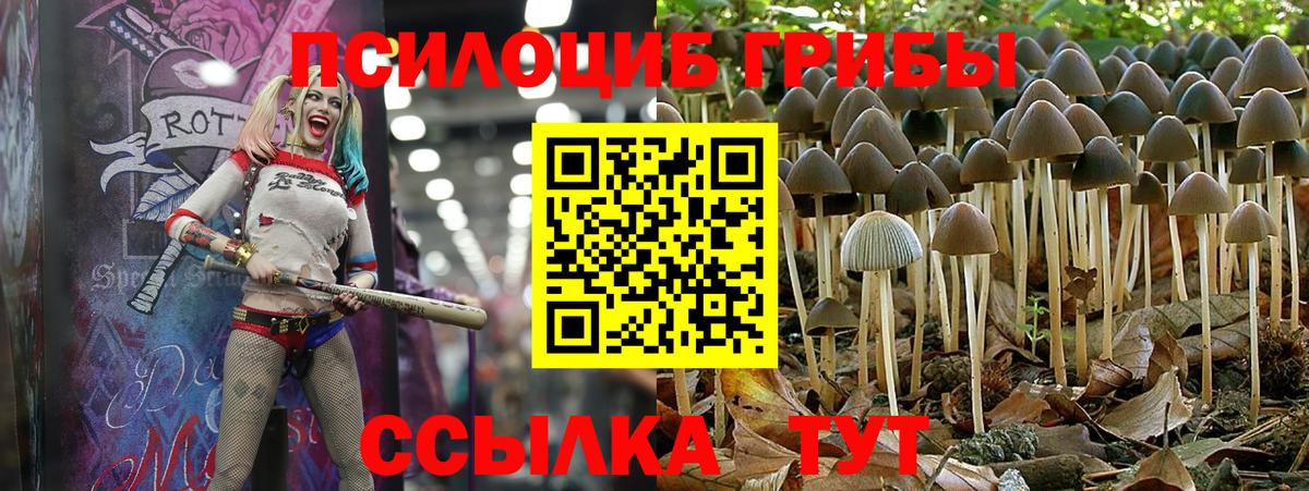Псилоцибиновые грибы Cubensis  Вход с VPN  Белгород 